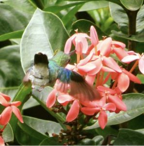 hummingbird flowers