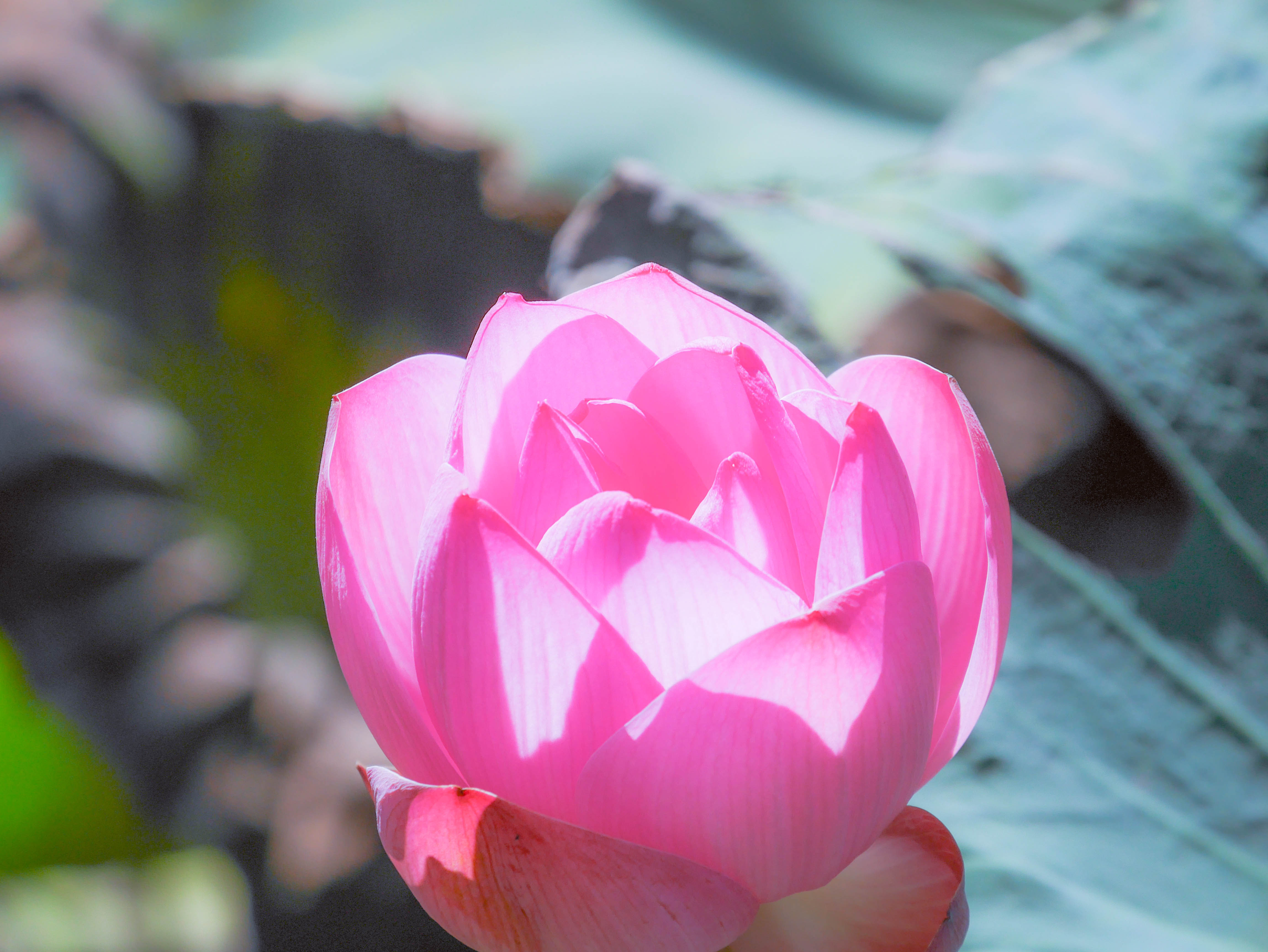 Lotus Lotus