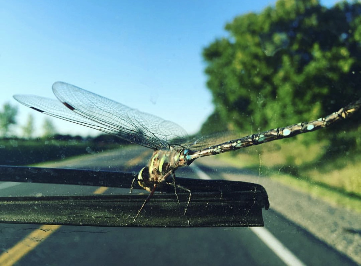 Dragonfly