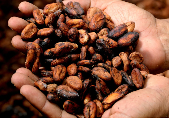 Cacaobeanshand
