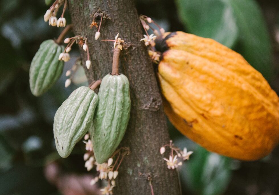 cacao14-1024x686